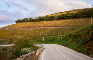 vineyards beside road, Douro Valley, Portugal vineyards beside road, Douro Valley, Portugal